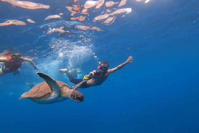 Tenerife: Kayak and snorkel with marine life safari - How hard is it? sea state, waves, and getting in/out