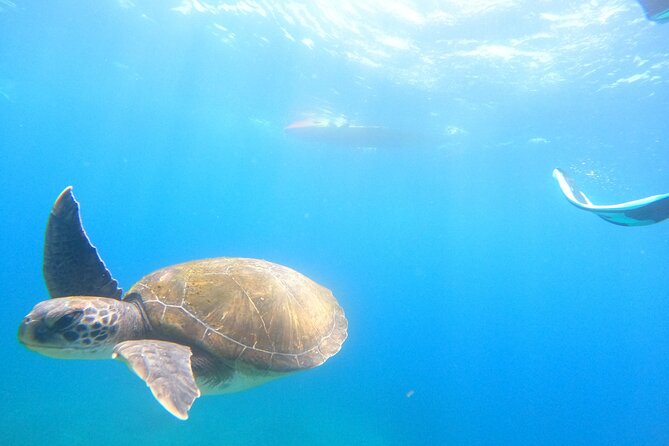 Tenerife: Kayak and snorkel with marine life safari - Price and value: what $42.34 buys you