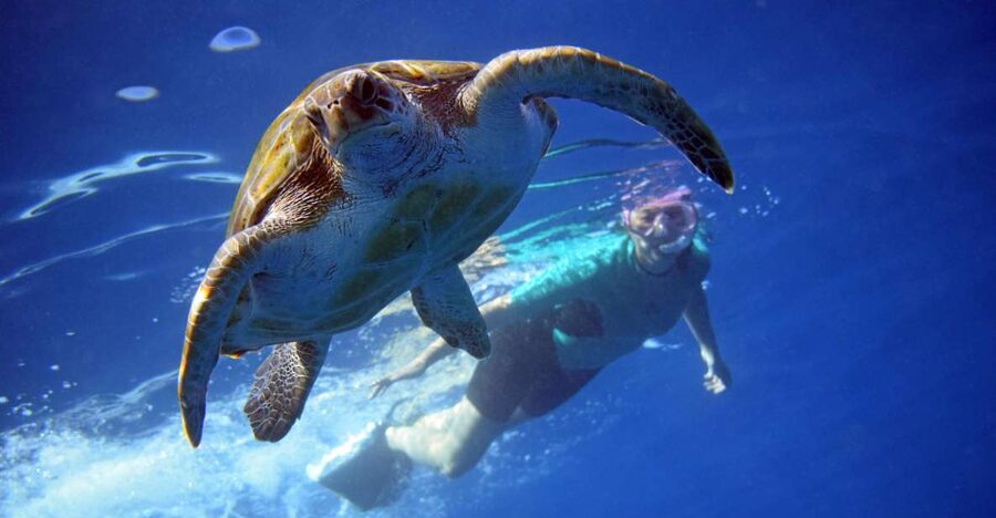 Tenerife: Kayak and Snorkel with Turtles, Wetsuits Included - Key Things To Know Before You Go
