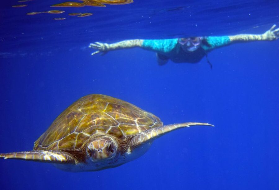 Tenerife: Kayak and Snorkel with Turtles, Wetsuits Included - Price and Value: Why $35 Can Make Sense Here