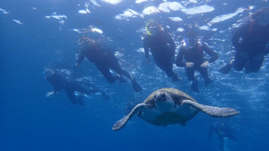 Tenerife: Kayak and Snorkel with Turtles, Wetsuits Included - Cueva de los Enamorados: Short Paddle, Good Watching
