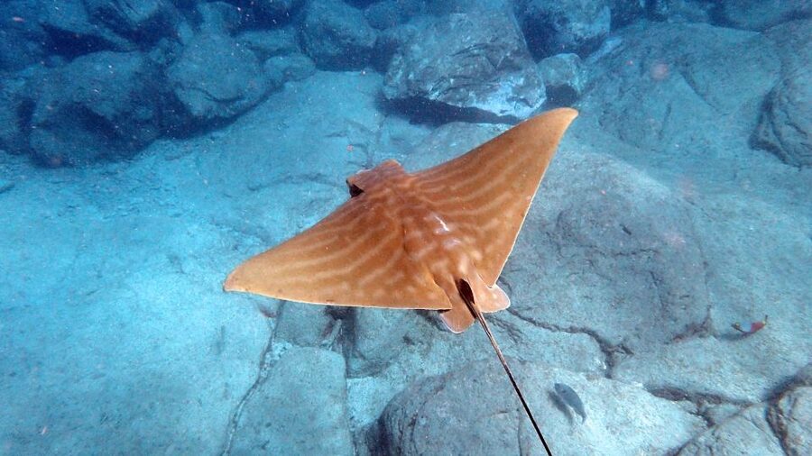 Tenerife: Kayak and Snorkel with Turtles, Wetsuits Included - The Snorkel Break in a Boat-Accessible Bay