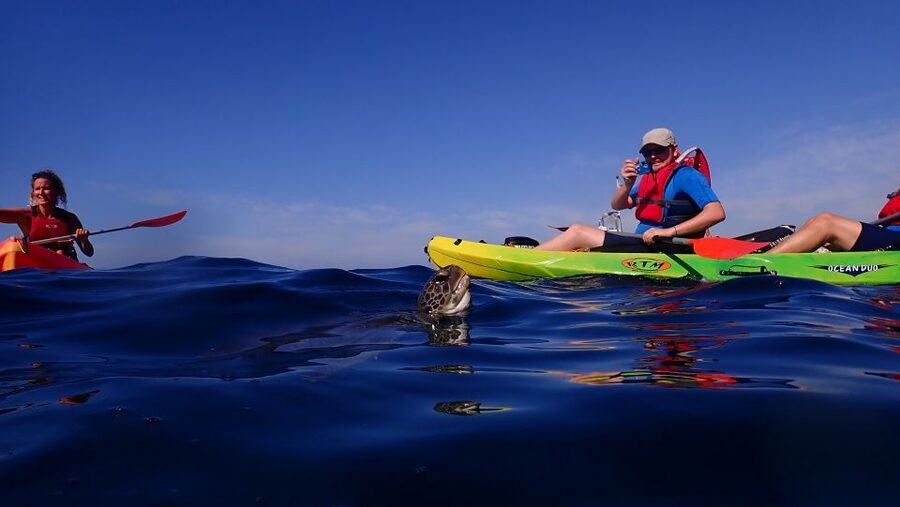Tenerife: Kayak and Snorkel with Turtles, Wetsuits Included - What’s Included (and What You’ll Need to Bring)