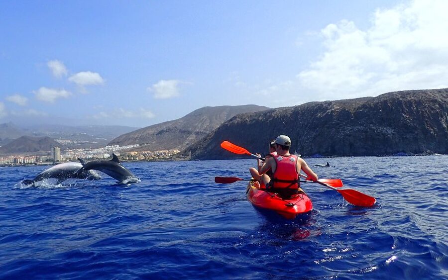 Tenerife: Kayak and Snorkel with Turtles, Wetsuits Included - Wildlife Chances: Dolphins, Turtles, and Real Expectations