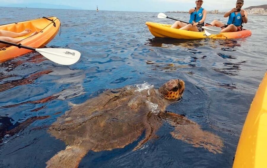 Tenerife: Kayak Safari and Snorkel in a Marine Reserve - Key points worth knowing before you go