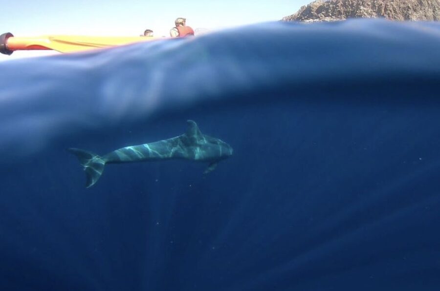 Tenerife: Kayak Safari and Snorkel in a Marine Reserve - What’s included in the $29 price (and why it adds up)