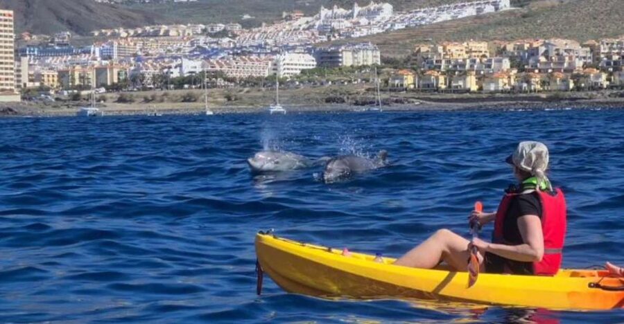 Tenerife: Kayak Safari and Snorkel in a Marine Reserve - Entering Los Cristianos by kayak, not tour bus