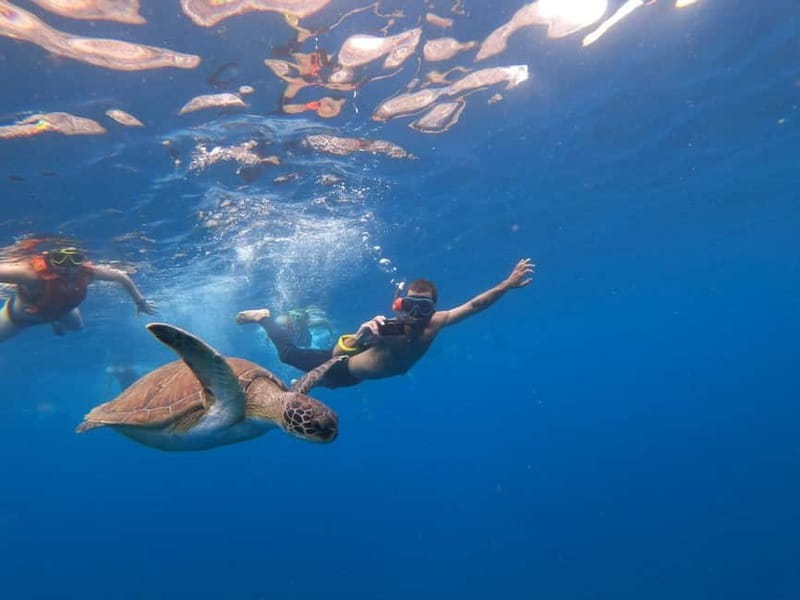 Tenerife: Kayak Sea Safari with Snorkel and Snacks - Key things I’d book this for