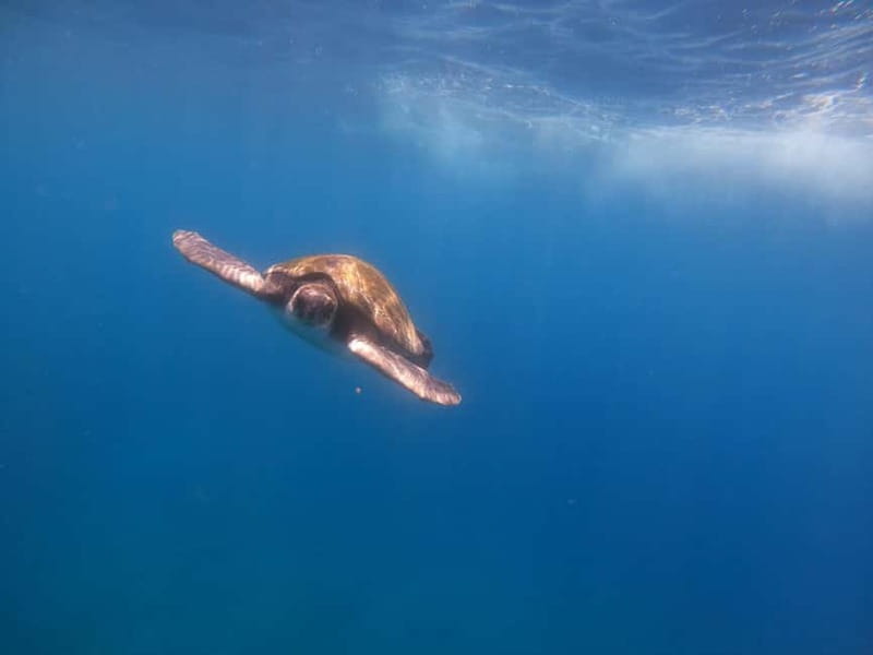Tenerife: Kayak Sea Safari with Snorkel and Snacks - Getting ready at Mana Kayak (where you’ll actually want to start your trip)