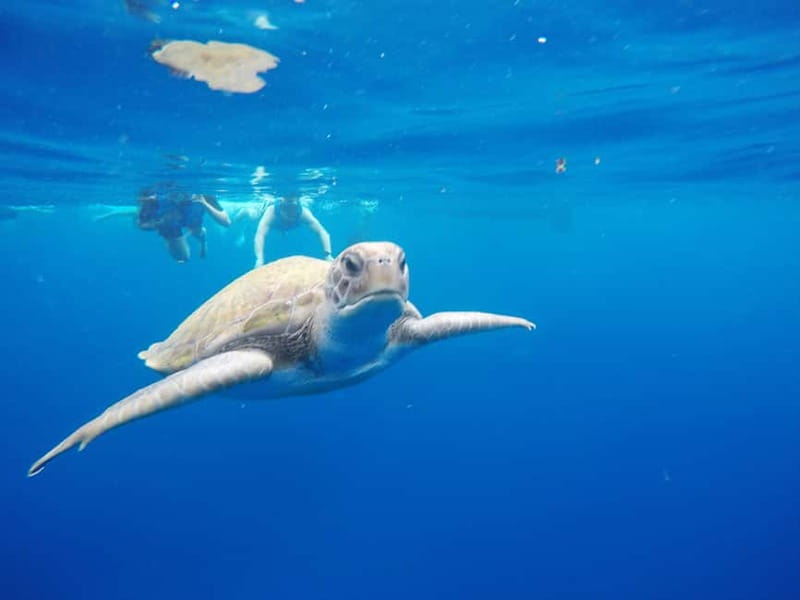 Tenerife: Kayak & Snorkel with Local Fauna, Photos Included - Key highlights in plain terms