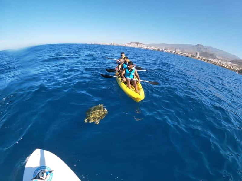 Tenerife: Kayak & Snorkel with Local Fauna, Photos Included - Guides Who Set the Tone: How That Shows Up in Your Trip
