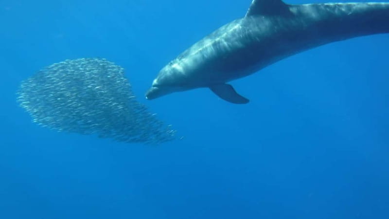 Tenerife: Kayak & Snorkel with Local Fauna, Photos Included - The Extra Kayak Stretch and the “Red Crab” Ending