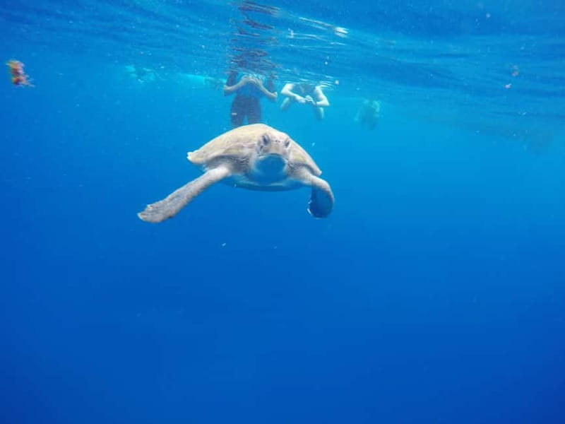 Tenerife: Kayak & Snorkel with Local Fauna, Photos Included - Showers, Water, and That Post-Sea Comfort