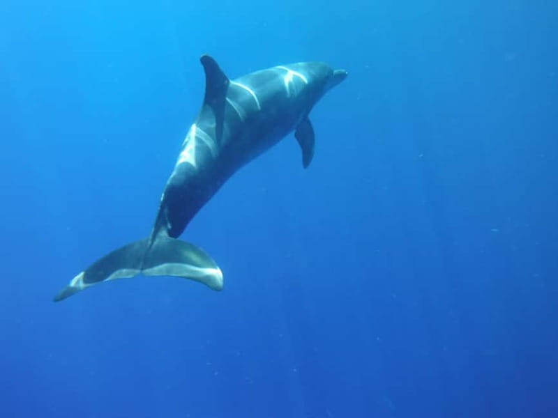 Tenerife: Kayak & Snorkel with Local Fauna, Photos Included - Shaka Kayak Tenerife Base: Gear, Lockers, and a Fast Start