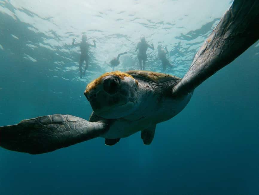 Tenerife: Kayak & Snorkeling, Marine Fauna Watching - Secret stop one: wildlife viewing plus a photo moment