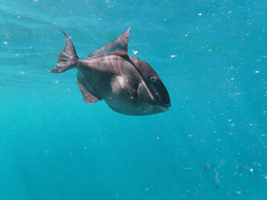 Tenerife: Kayak & Snorkeling, Marine Fauna Watching - Price and value: how $53 stacks up for 3 hours on the water