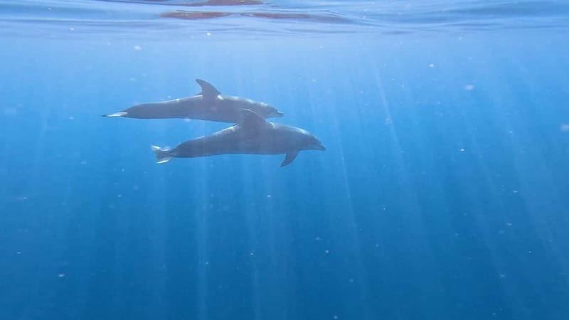 Tenerife: Kayak & Snorkeling Tour - Small Groups - The Return Paddle and Freshwater Showers Back at the Office