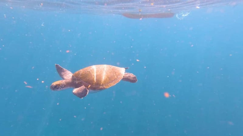 Tenerife: Kayak & Snorkeling Tour - Small Groups - Price and Value: Is $37 Fair for a Kayak + Snorkel Tour?