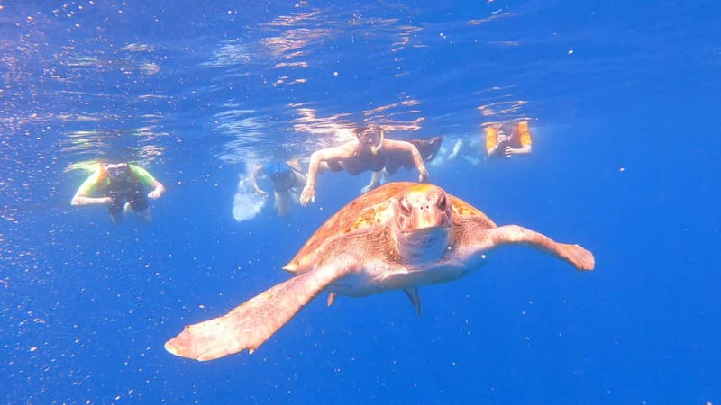 Tenerife: Kayak Tour with Animals and Underwater Scooters - Key things that make this Tenerife trip worth your time
