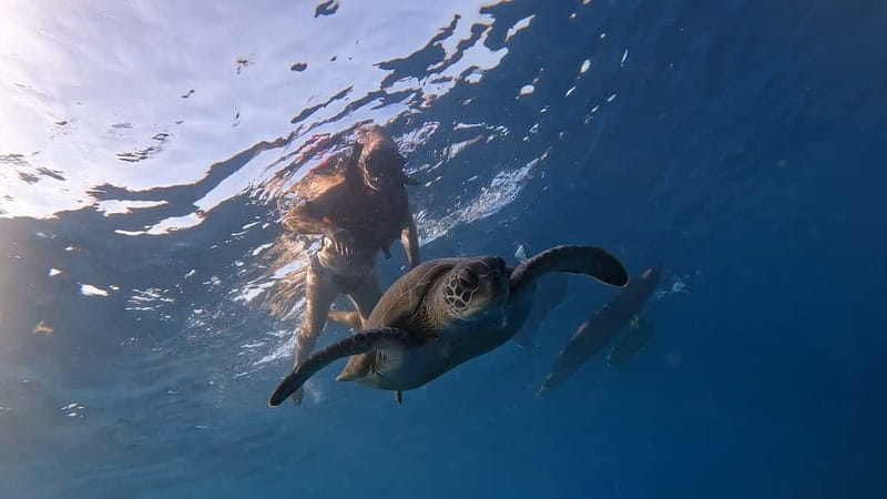 Tenerife: Kayak Tour with Animals and Underwater Scooters - Tenerife from the Atlantic: Teide and La Gomera, seen the fun way