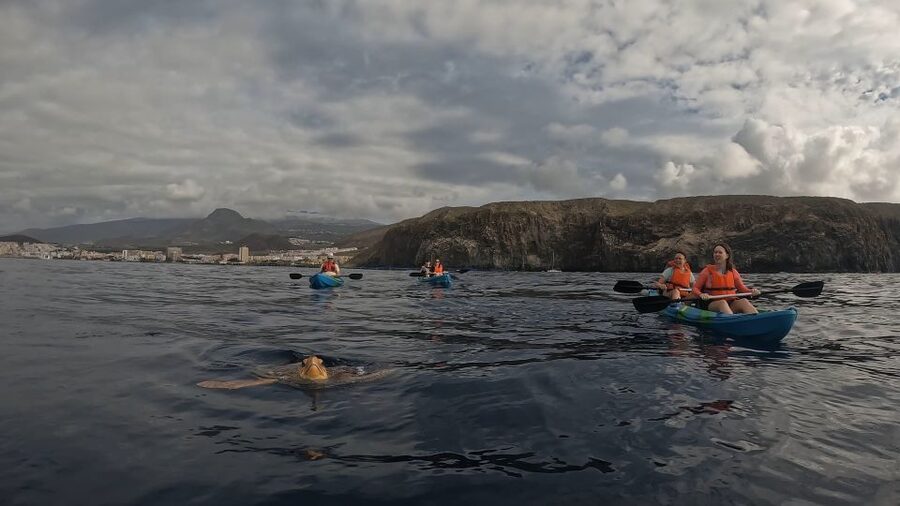 Tenerife: Kayak Tour with Animals and Underwater Scooters - Animal spotting that actually works: dolphins, turtles, and why group size matters