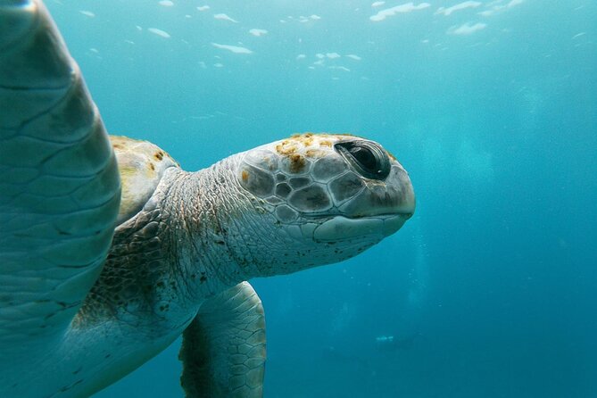 Tenerife Kayak Tour with Marine Wildlife Spotting and Snorkeling - Snacks, water, and the photo shoot you can buy later