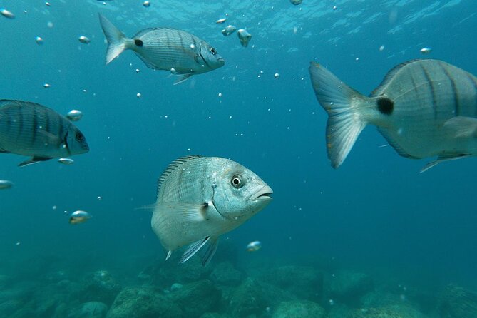 Tenerife Kayak Tour with Marine Wildlife Spotting and Snorkeling - Who this tour fits best (and who should be cautious)