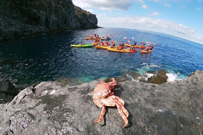Tenerife Kayak Tour with Marine Wildlife Spotting and Snorkeling - Dolphins and turtles: how to set expectations (and maximize your chances)
