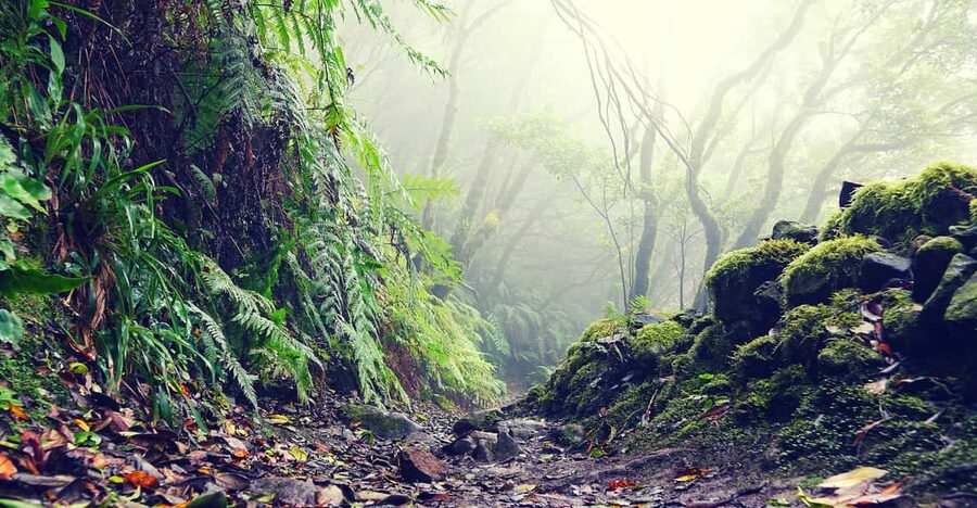 Tenerife: La Laguna & Anaga hike - Key Highlights You Should Actually Care About