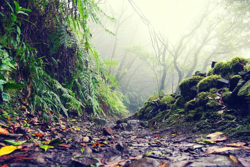 Tenerife: La Laguna & Anaga hike - The Guide’s Role: From Flora Talk to Island Context