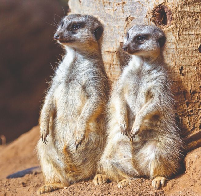 Tenerife: Loro Parque Entry Ticket - Key Things to Know Before You Go