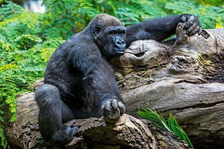 Tenerife: Loro Parque Entry Ticket - Should You Book This Loro Parque Ticket?