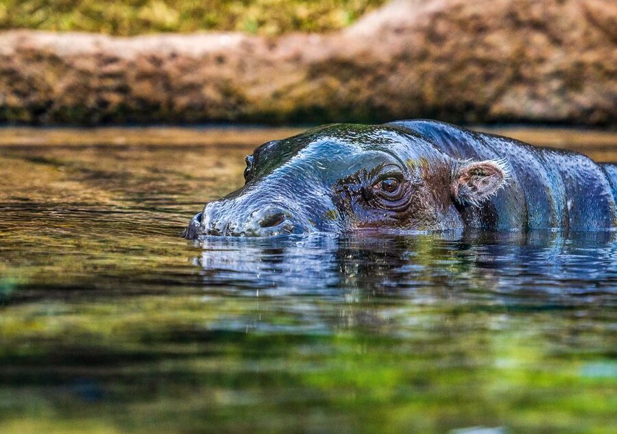 Tenerife: Loro Parque Entry Ticket - Food, Facilities, and Breaks That Keep the Day From Spilling Over