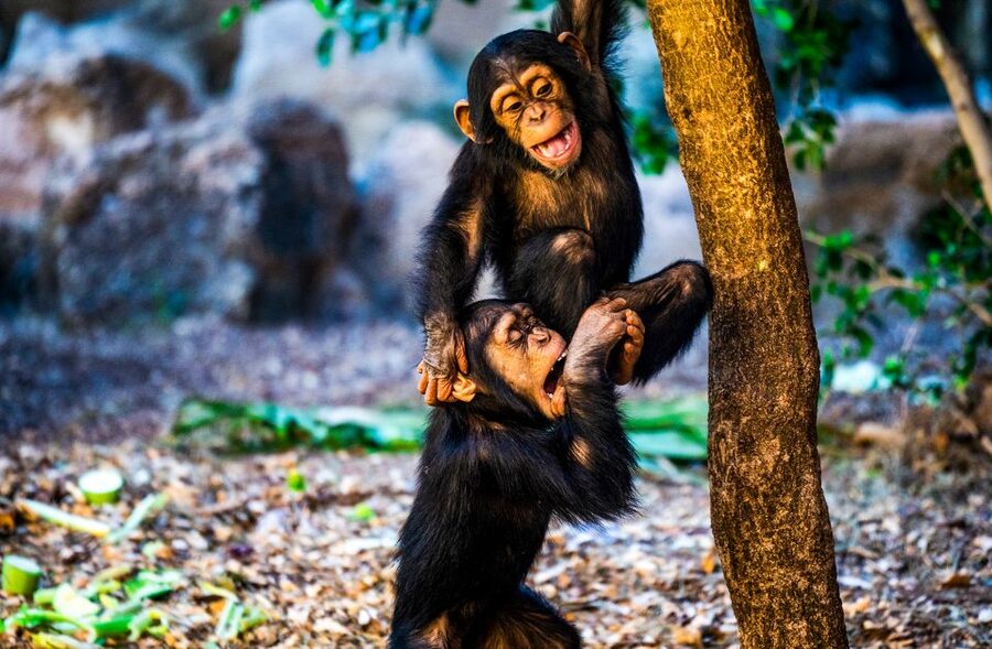 Tenerife: Loro Parque Entry Ticket - Price and Value: Is a $52 Ticket Worth It?