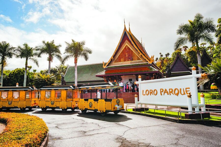 Tenerife: Loro Parque & Siam Park Entry Ticket with Transfer - Picking Your Loro Parque Day: The Booking Rule That Controls Everything