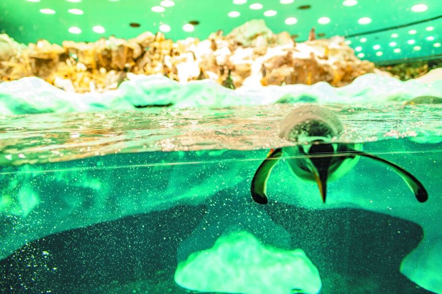 Tenerife: Loro Parque & Siam Park Entry Ticket with Transfer - Loro Parque: Orcas, Dolphins, Sea Lions, and a Zoo That’s Easy to Plan