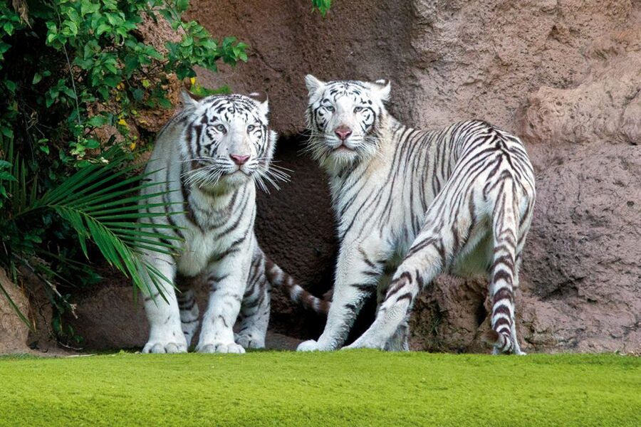Tenerife: Loro Parque & Siam Park Entry Ticket with Transfer - Who Should Book This Package, and Who Should Skip It
