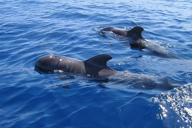Tenerife Los Cristianos: Whale and Dolphin Eco-Yacht and Swim Stop - Key highlights to watch for on this Tenerife eco-yacht trip