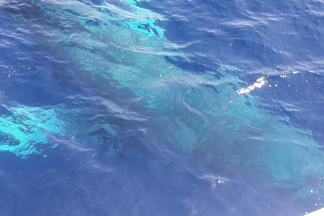 Tenerife Los Cristianos: Whale and Dolphin Eco-Yacht and Swim Stop - The swim stop at Playa de Los Cristianos: short, fun, and worth planning for