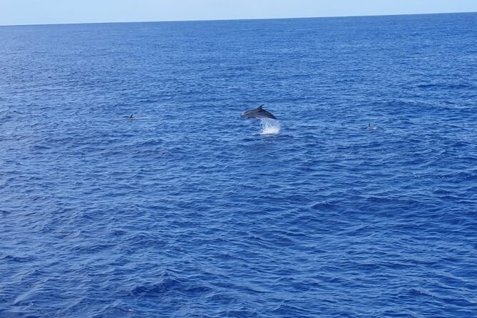 Tenerife Los Cristianos: Whale and Dolphin Eco-Yacht and Swim Stop - Comfort, motion sickness, and photo odds on a small boat yacht