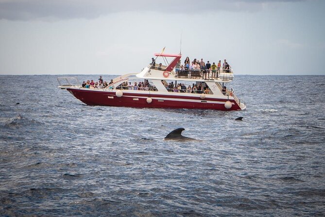 Tenerife Los Cristianos: Whale and Dolphin Eco-Yacht and Swim Stop - Price and value: is $18.10 a good deal for Tenerife whale watching?