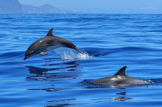 Tenerife Los Cristianos: Whale and Dolphin Eco-Yacht and Swim Stop - The Palm Mar search: what you’re likely to spot (and how to help it happen)