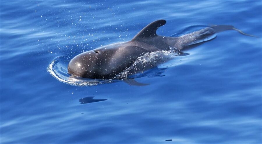 Tenerife: Los Gigantes Whale Watching Cruise by Sail Boat - Key Points to Know Before You Go
