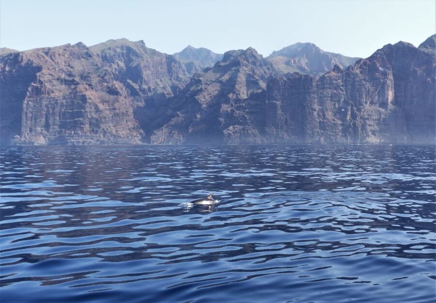 Tenerife: Los Gigantes Whale Watching Cruise by Sail Boat - Seeing Los Gigantes Cliffs From the Sea (and Why That Matters)