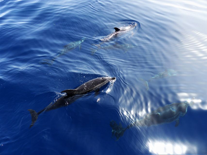 Tenerife: Los Gigantes Whale Watching Cruise by Sail Boat - Meeting Third Element at Pier 1 (and Getting On Board Smoothly)