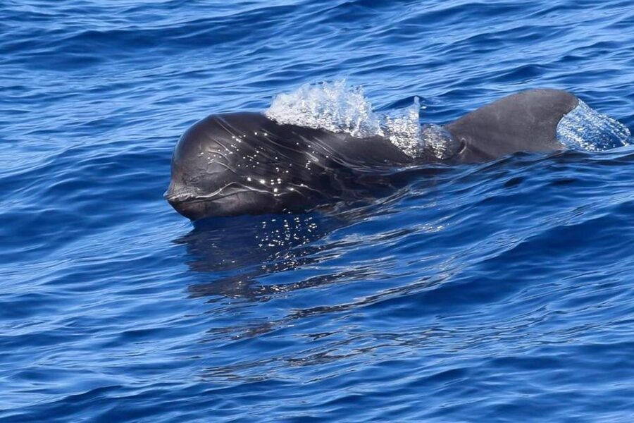 Tenerife: Luxury Private Whale & Dolphin Watching Tour - Getting to Puerto Colón: how the departure actually works