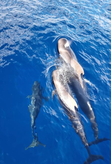 Tenerife: Marine-Life Tour with Transfer, Buffet and Drinks - FAQ