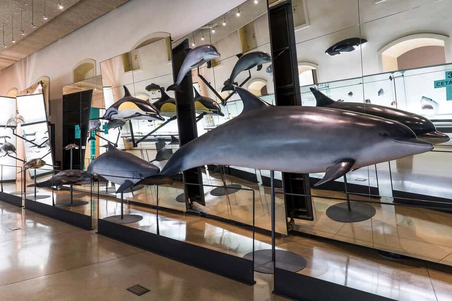 Tenerife: MUNA Museum Admission Ticket and Teide Legend Tour - Should you book the MUNA and Teide Legend combo ticket?