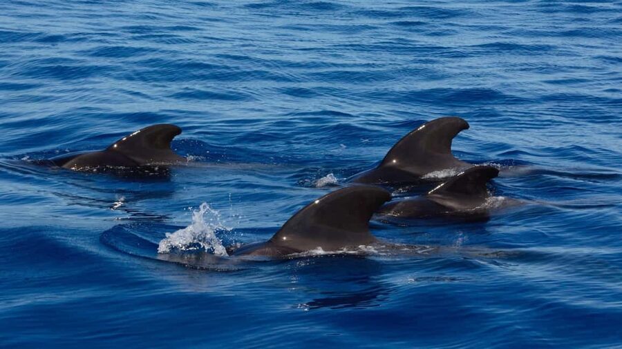 Tenerife: Ocean Pack Jet Ski and Yacht Whale Watching - Jet Ski at Puerto Colón: Getting on the water fast