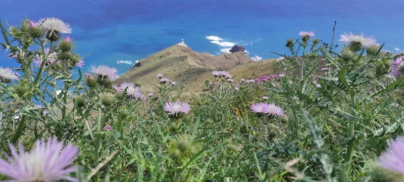 Tenerife: Panoramic Laurel Forest Guided Hike and local food - Price and value: $58 that makes sense if you want a guided route